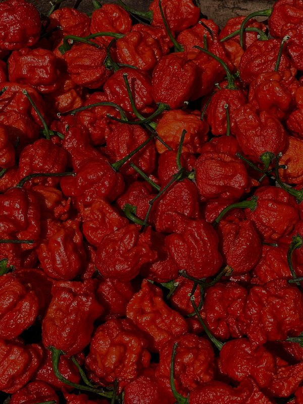 Piments : explorez l'univers des Carolina Reapers frais !
